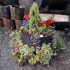 planted firkin barrel