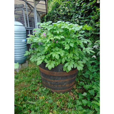 Large Oak Tub Raised Bed - 36" Rustic Finish