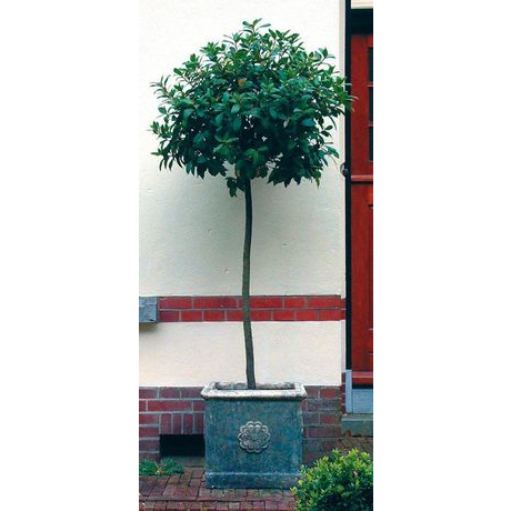 Tudor Rose Urn - Cotswold Stone Planter