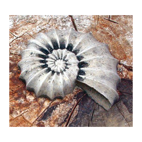 Ammonite Statue