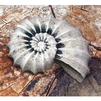 Ammonite Statue