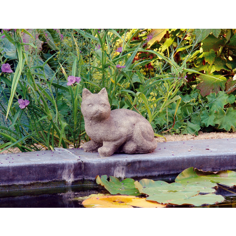 Curious Stone Cat