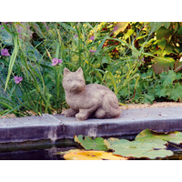 Curious Stone Cat