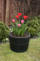 17" Dark Stained Finish Oak Tub Half-Barrel