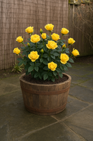 20" Extra Deep Natural Finish Oak Tubs Half-Barrels