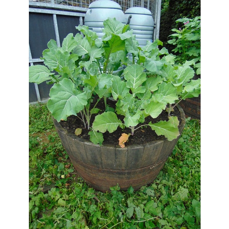 Extra Large Oak Tub Raised Bed - 38" Rustic Finish