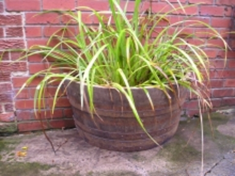 36" Half Moon Natural Finish Oak Tub Barrel Planter