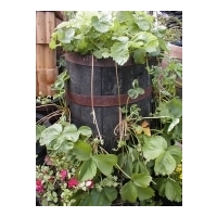 Tall Barrel Planter - Strawberry Natural Finish