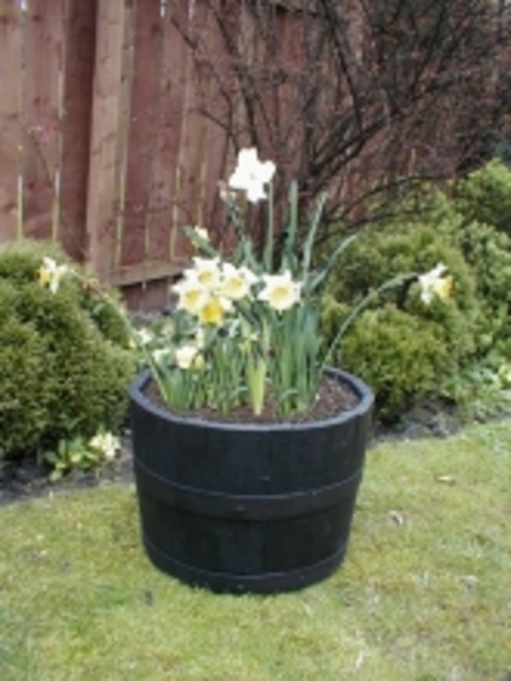 17" Dark Stained Finish Oak Tub Half-Barrel