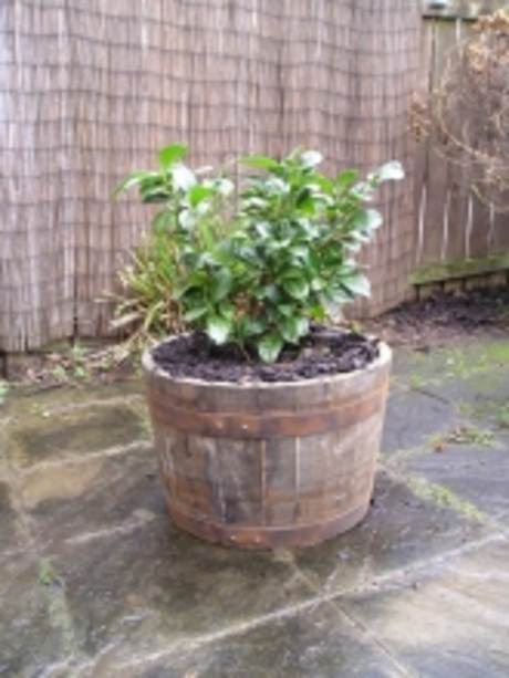 20" Natural Finish Oak Tub Half-Barrel