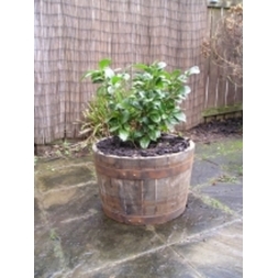 20" Natural Finish Oak Tub Half-Barrel